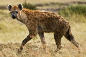 Somalia's Islamist rebels declare hyena meat halal